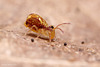 Dicyrtomina saundersi