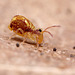 Dicyrtomina saundersi