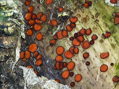 Eyelash fungi / Scutellinia scutellata