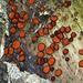 Eyelash fungi / Scutellinia scutellata