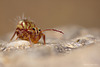 Dicyrtomina saundersi