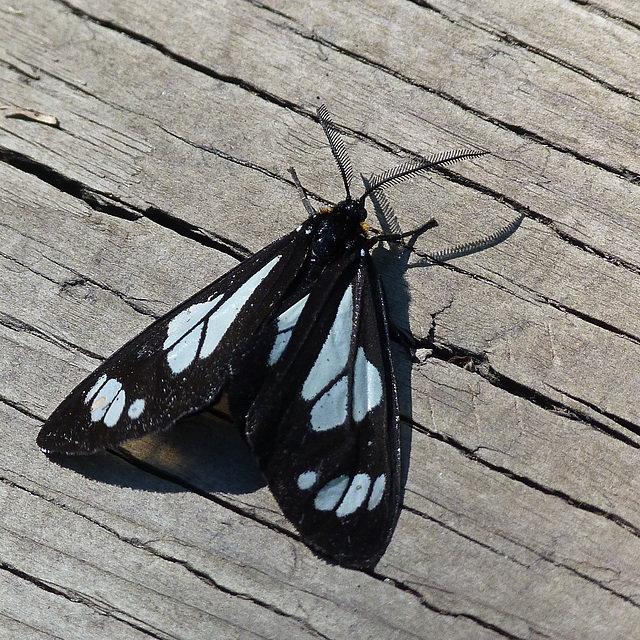 Police Car Moth / Gnophaela vermiculata