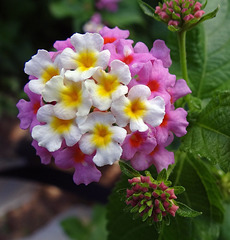 Lantana