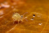 Dicyrtomina minuta