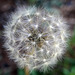 The etherial world of the Dandelion seedhead