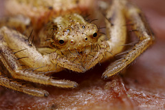 Crab Spider.