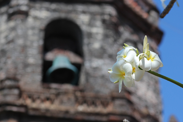 Frangipani and Bell