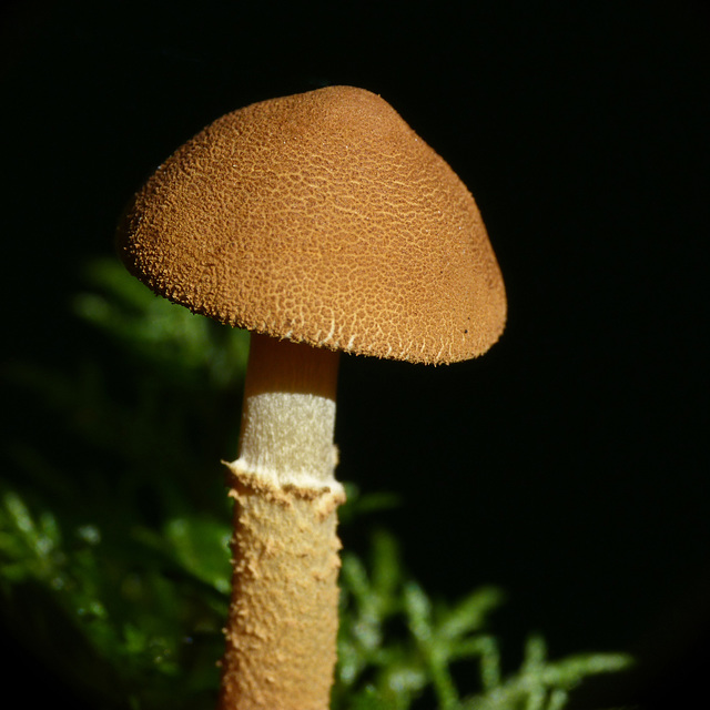 Cystoderma cinnabarinum