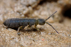 Isotoma caerulea