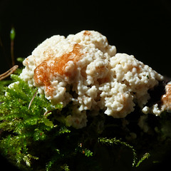 Slime mold on moss