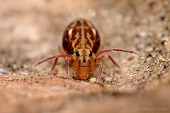 Dicyrtomina saundersi