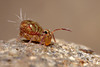 Dicyrtomina saundersi