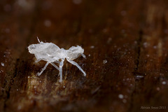 Shed skin of a Globular Springtail