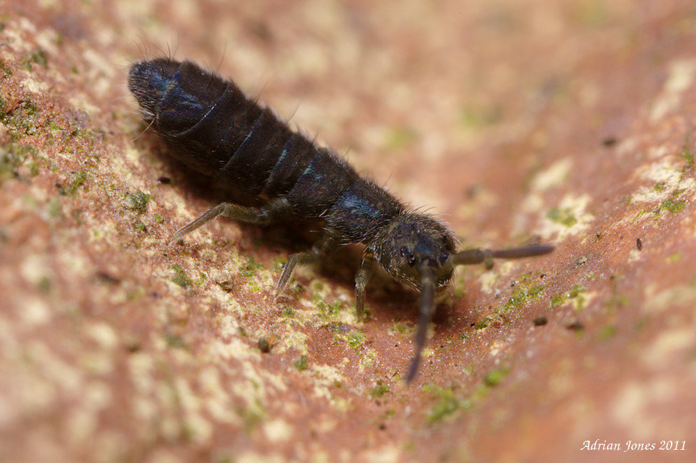 Isotoma caerulea?