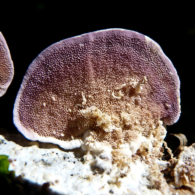 Fungus on a fallen branch