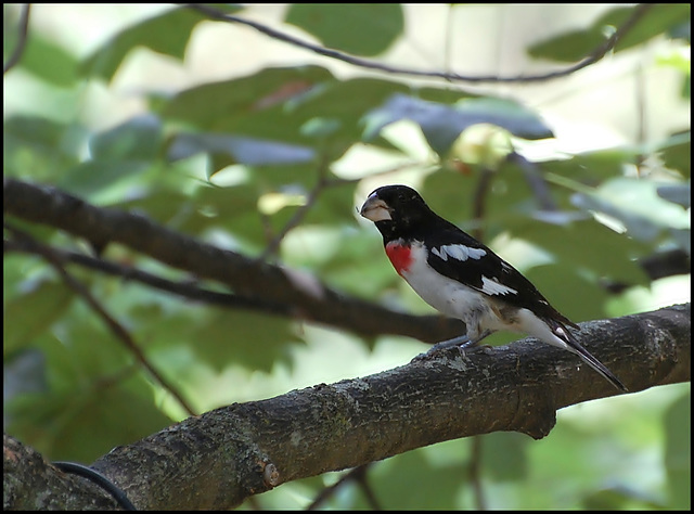 Redbreasted Grosbeck