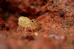 Dicyrtomina saundersi