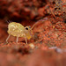 Dicyrtomina saundersi