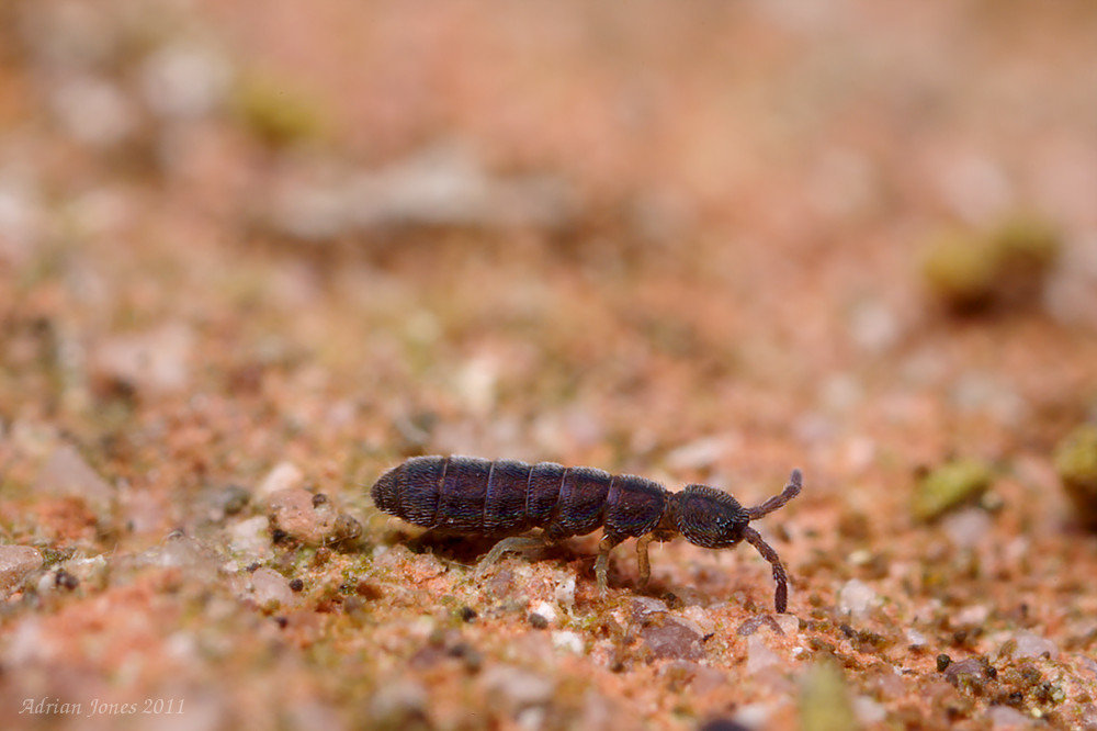 Vertagopus arboreus