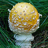 Hiding in the grass - Amanita muscaria