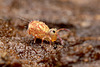 Dicyrtomina saundersi