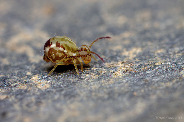 Calvatomina nr superba