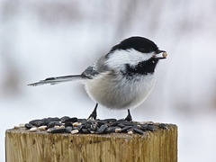 Black-capped Chickadee