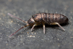 Tomocerus minor