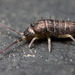 Tomocerus minor