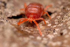 Red Velvet Mite.