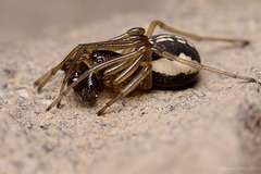 Spider (Steatoda sp?)