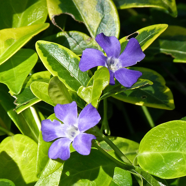 Periwinkle