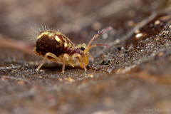 Dicyrtomina saundersi