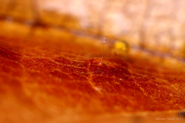 Globular Springtail Spermatophore