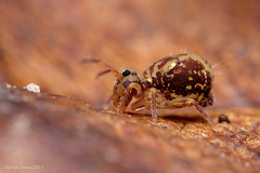 Dicyrtomina saundersi