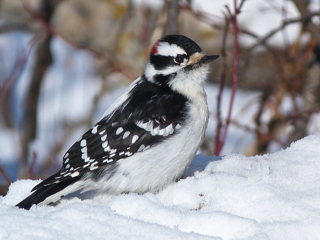 Downy Woodpecker