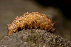 Dipterous larva