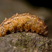 Dipterous larva