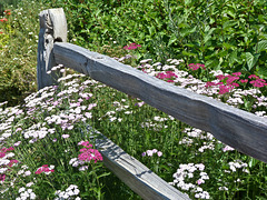 Fence and flowers