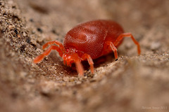 Red Velvet Mite.