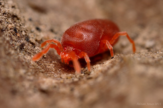 Red Velvet Mite.