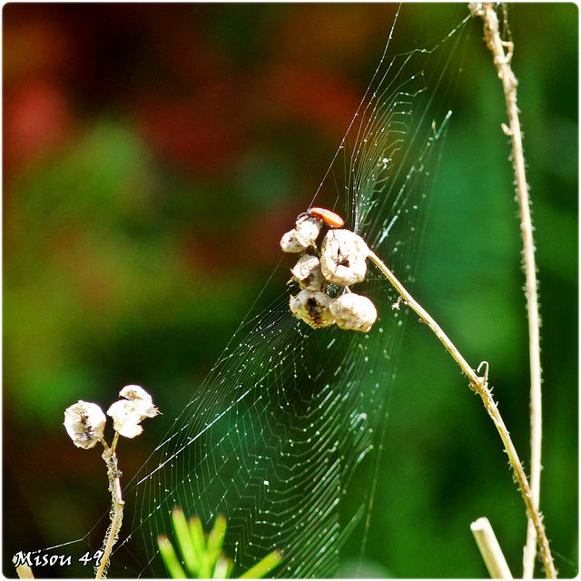 MON JARDIN