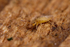 Entomobrya nicoleti