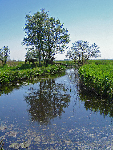 Nederland - Blokzijl, De Wieden