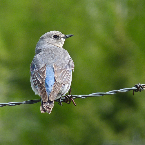 Mountain Bluebird