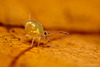 Dicyrtomina minuta