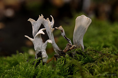 Xylaria hypoxylon