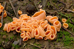 Orange Peel Fungus (Aleuria aurantia)