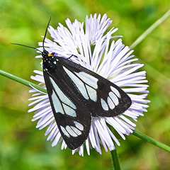 Police Car Moth / Gnophaela vermiculata