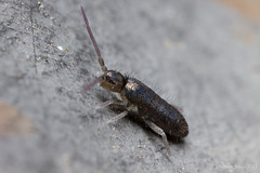 Tomocerus minor